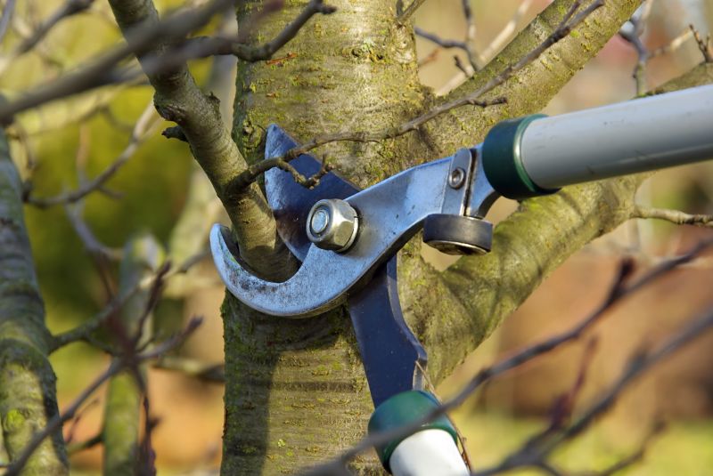 Branches Pruning in Pottstown, PA