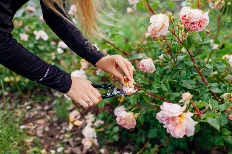 Knockout Roses Pruning in Rockwall, TX