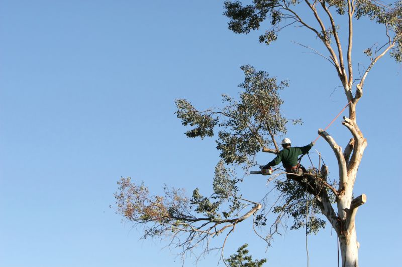 Local Large Tree Trimming pros at work