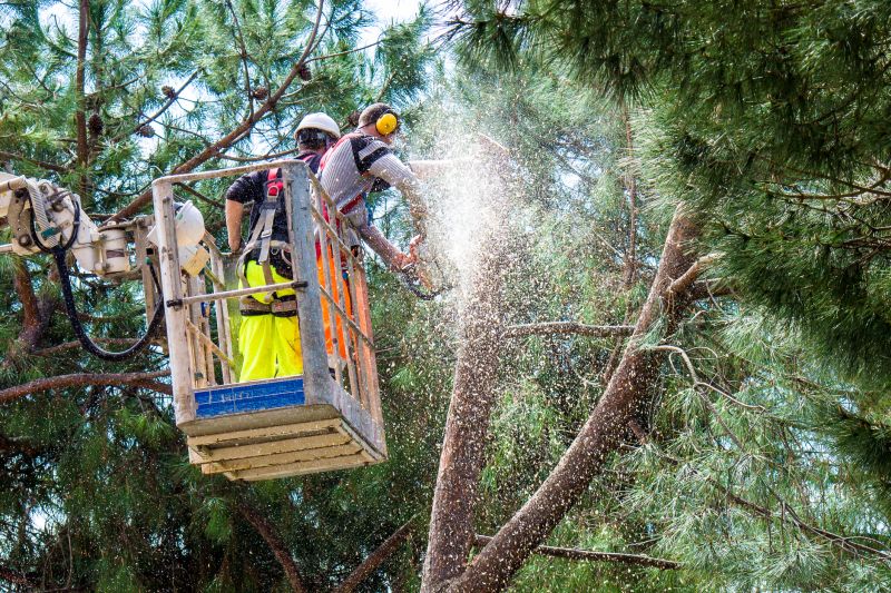 Top Rated Products for Large Tree Trimming