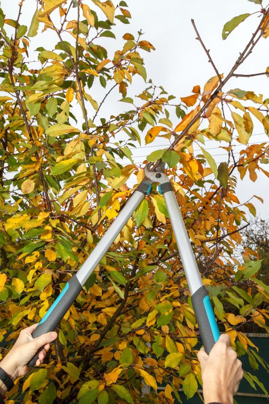 Apple Tree Pruning in Doylestown, PA