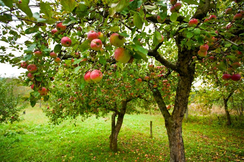 Apple Tree Pruning in Aiken, SC