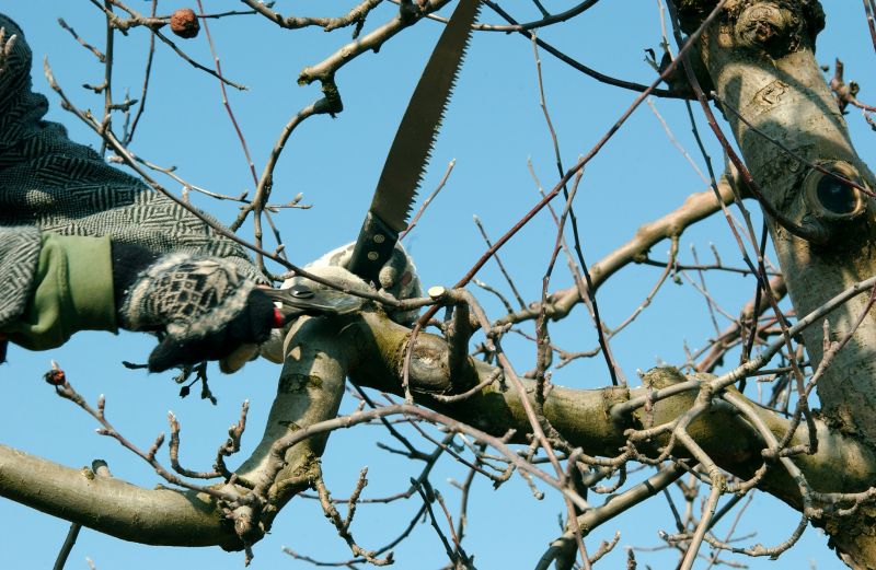 Apple Tree Pruning in San Jose, CA