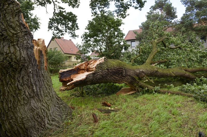 Apple Tree Removal in San Jose, CA