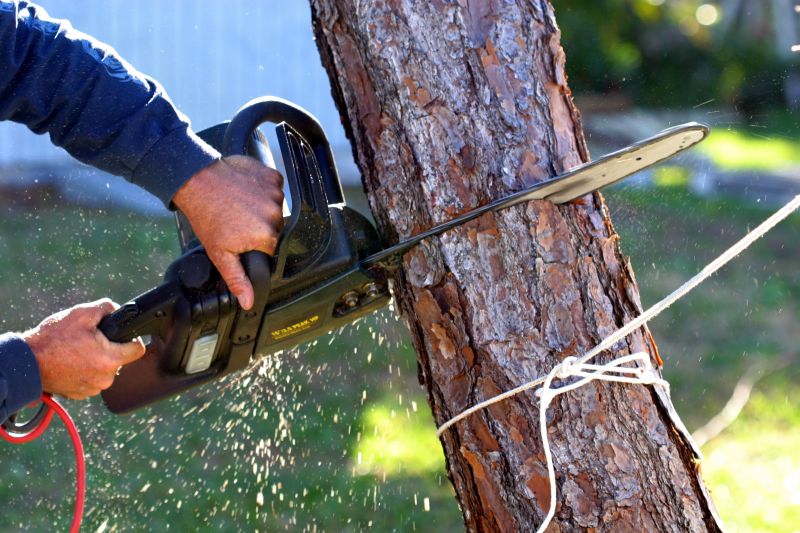 Apple Tree Removal in Aiken, SC