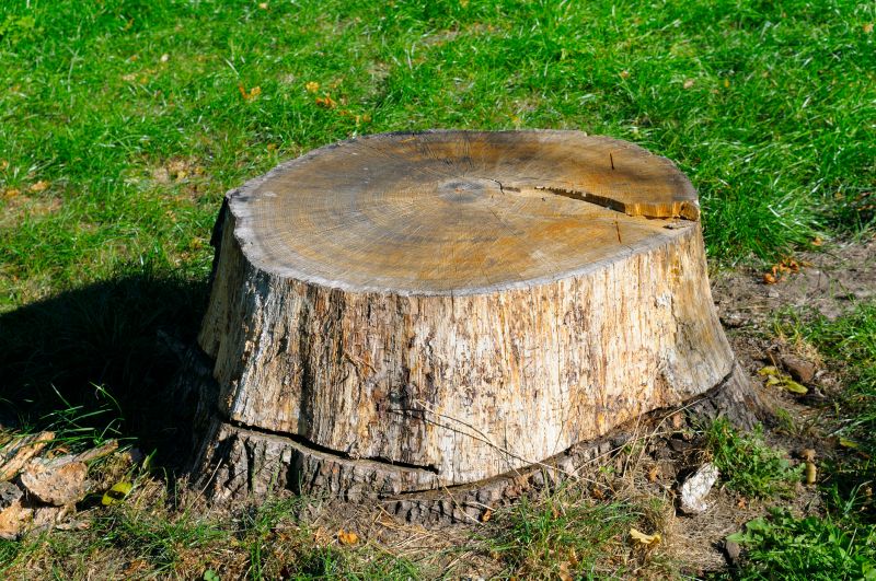 Bamboo Stump Removal in Aiken, SC