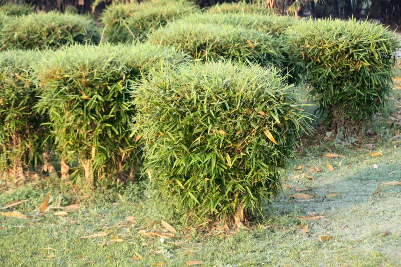 Bamboo Trimming in Rockwall, TX