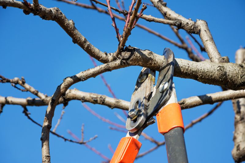 Beech Tree Pruning in Doylestown, PA