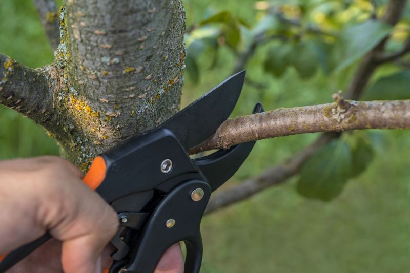 Birch Tree Pruning in Aiken, SC
