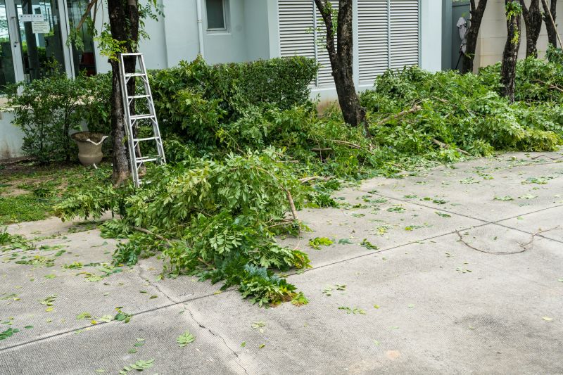 Birch Tree Removal in Reno, NV