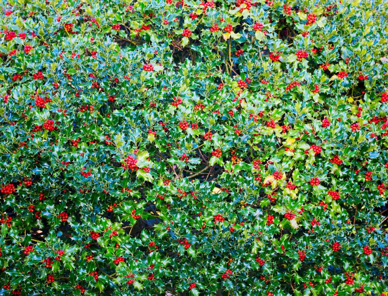 Blackberry Bush Removal in Honolulu, HI