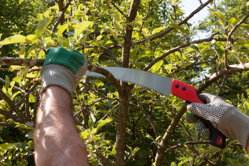 Bradford Pear Tree Pruning in Doylestown, PA