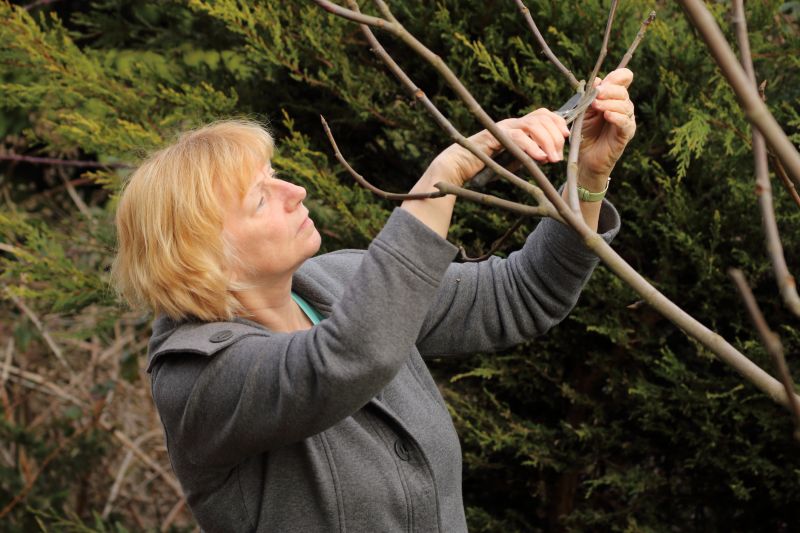 Branches Pruning in Pottstown, PA
