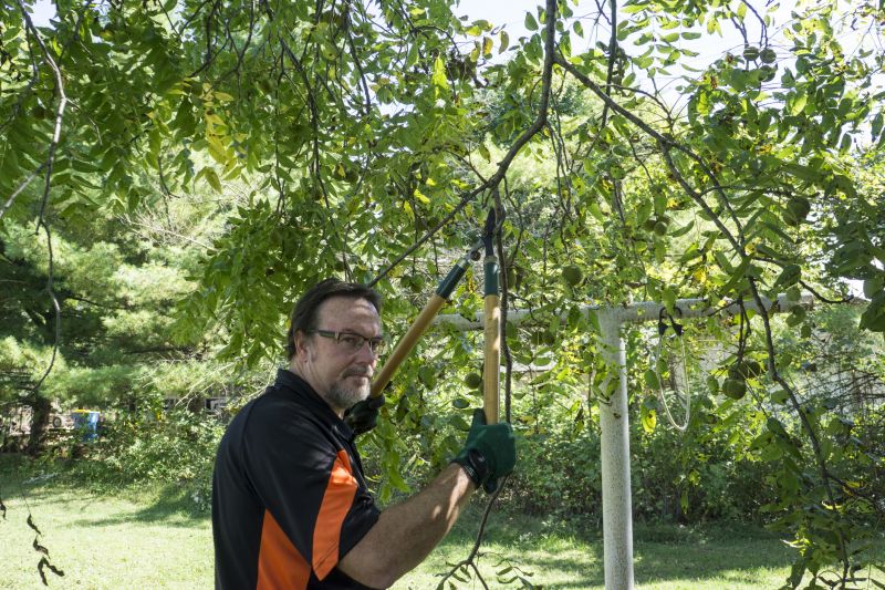 Branches Pruning in San Jose, CA
