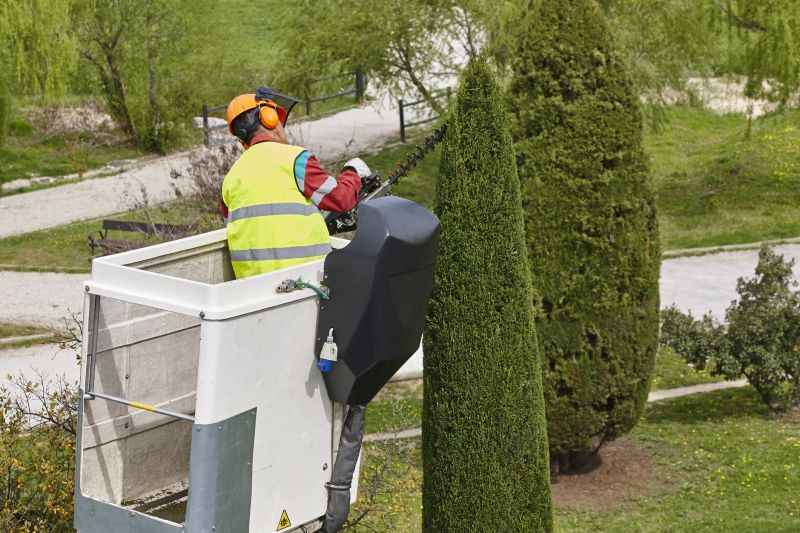 Cedar Tree Pruning in Allentown, PA