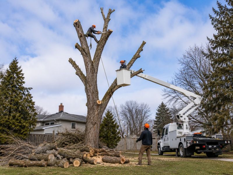 Cherry Tree Removal in Doylestown, PA