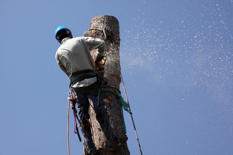 Commercial Tree Removal in Bucks County, PA