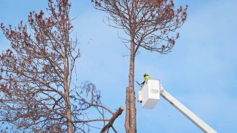 Commercial Tree Removal in Aiken, SC