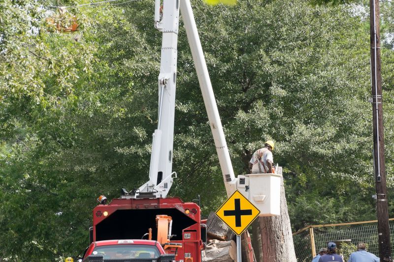Commercial Tree Service in Aiken, SC
