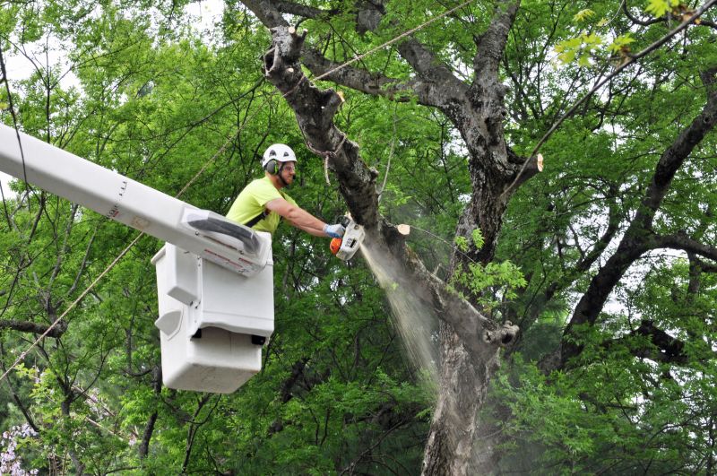 Commercial Tree Trimming in San Jose, CA