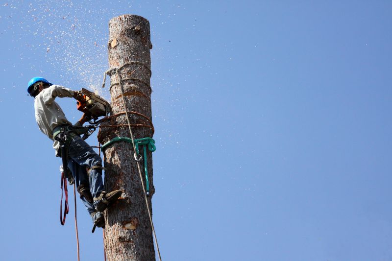 Commercial Tree Trimming in Aiken, SC