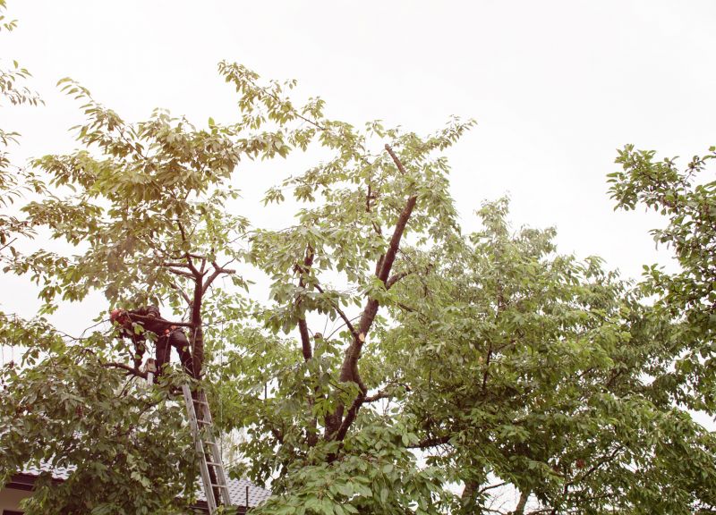 Commercial Tree Trimming in Denver County, CO