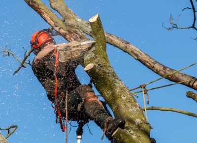 Commercial Tree Trimming in Duluth, MN