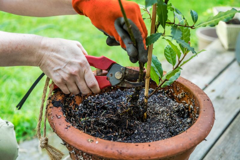 Crape Myrtle Pruning in Aiken, SC