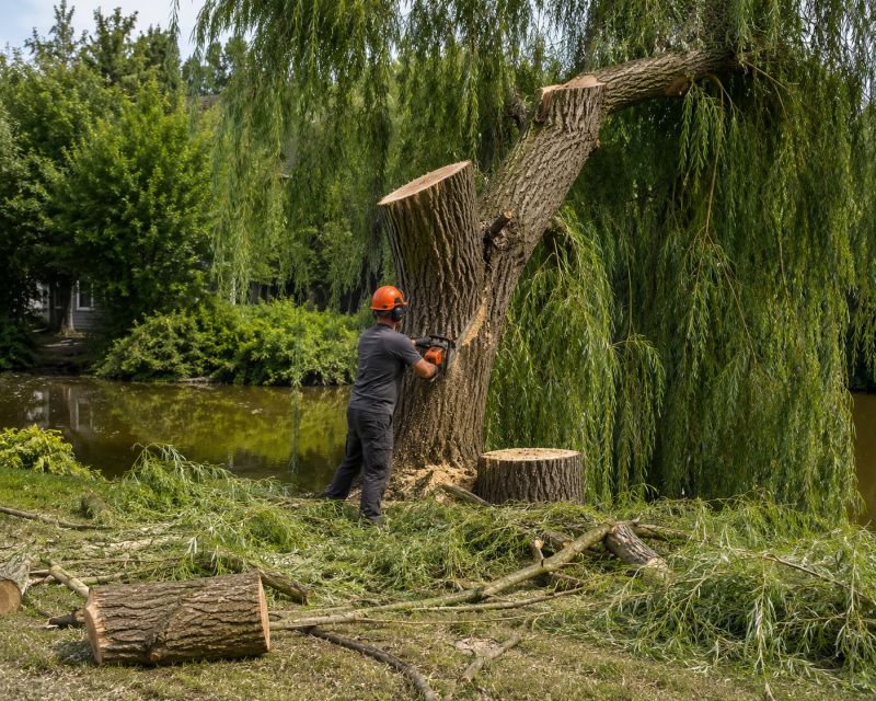 Cypress Tree Removal in Aiken, SC
