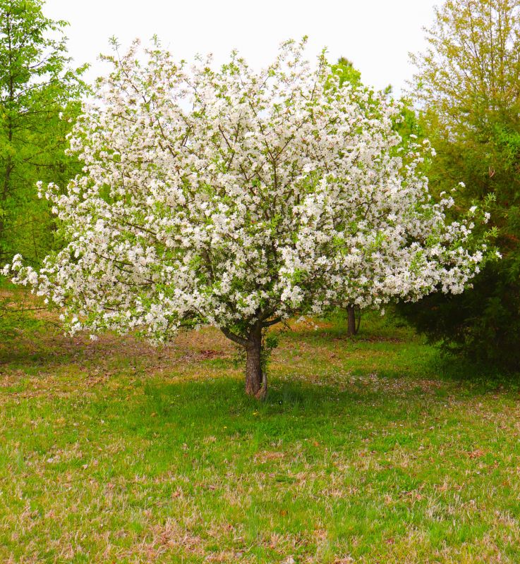 Dogwood Tree Removal in Allentown, PA