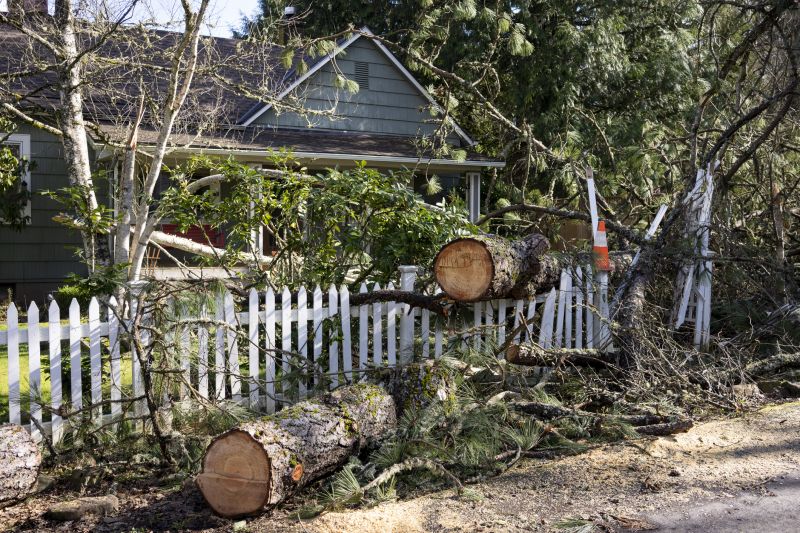 Dogwood Tree Removal in San Jose, CA