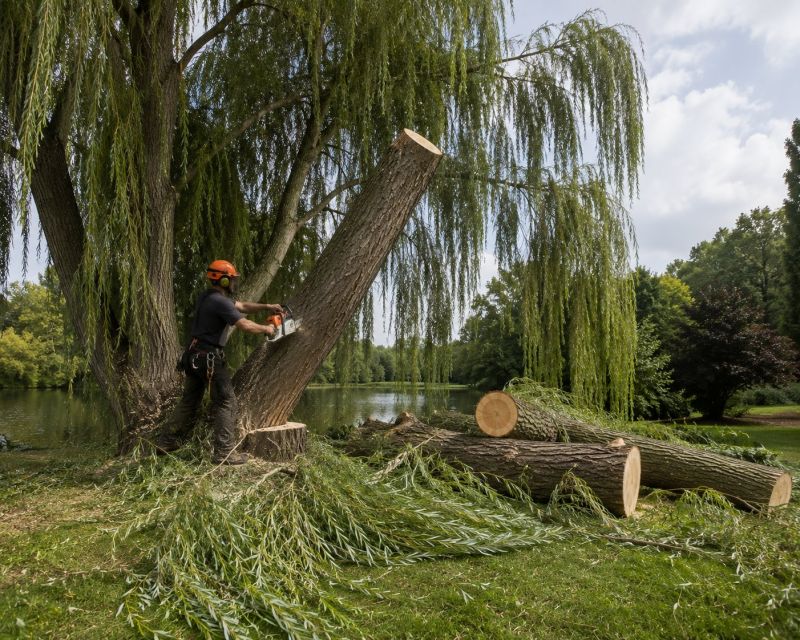 Dogwood Tree Removal in Reno, NV