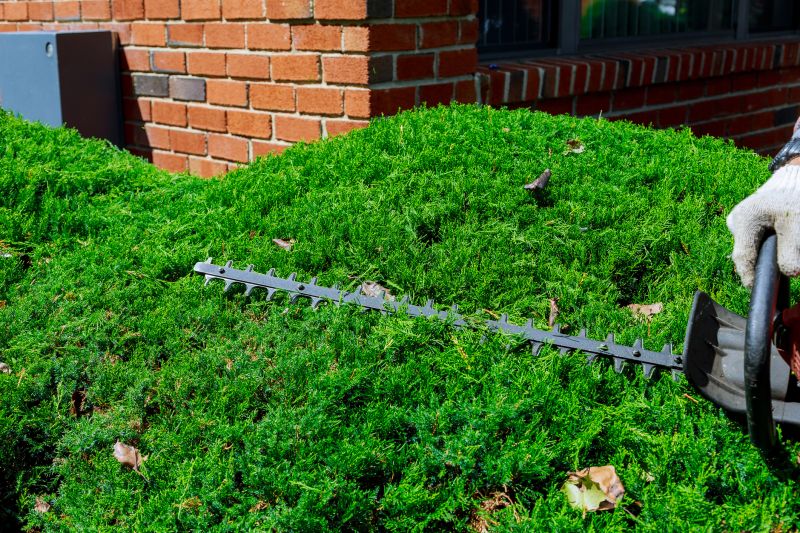 Evergreen Hedge Trimming in Honolulu, HI