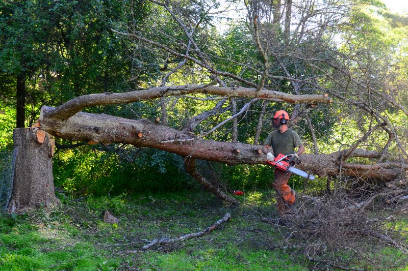 Commercial Property Tree Clearing