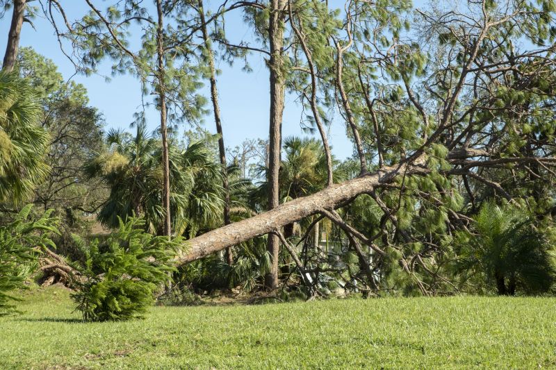 Fallen Tree Removal in Aiken, SC