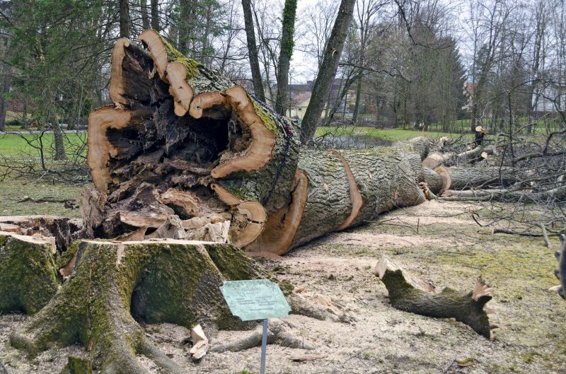 Fallen Tree Removal in Aiken, SC