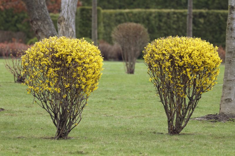 Forsythia Pruning in Honolulu, HI