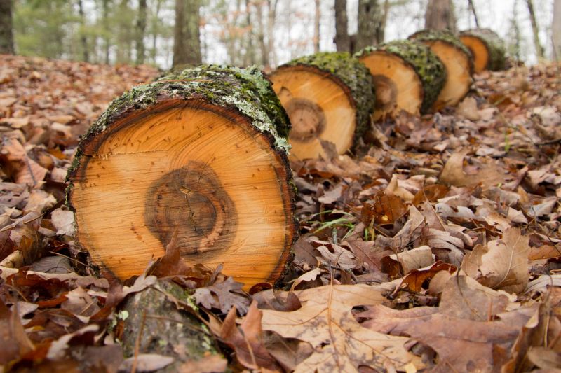 Hickory Tree Removal in Doylestown, PA