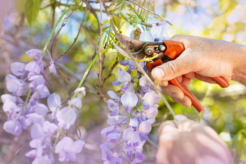 Hydrangea Pruning in Rockwall, TX