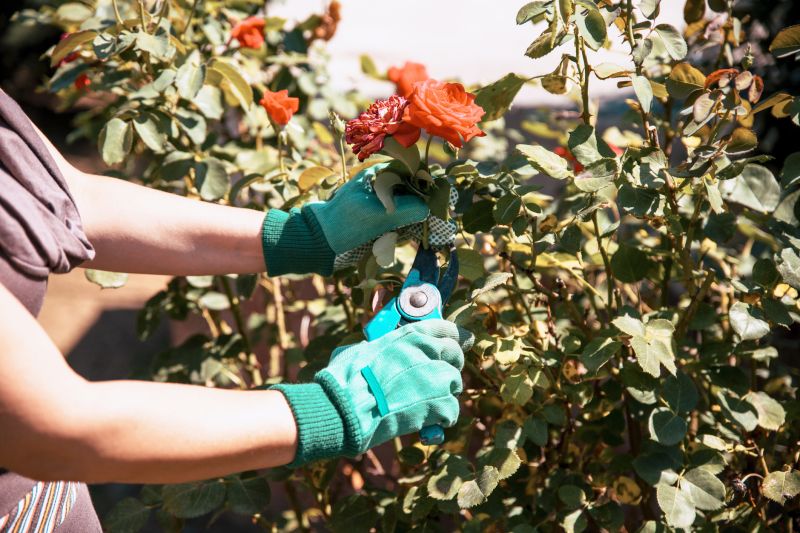 Hydrangea Pruning in Aiken, SC