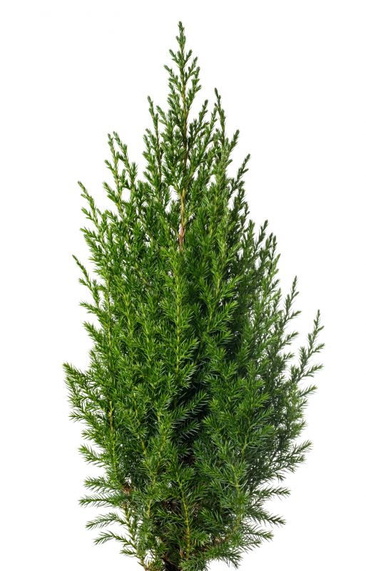 Juniper Pruning in Ventura County, CA