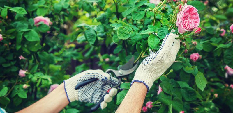 Knockout Roses Pruning in Rockwall, TX