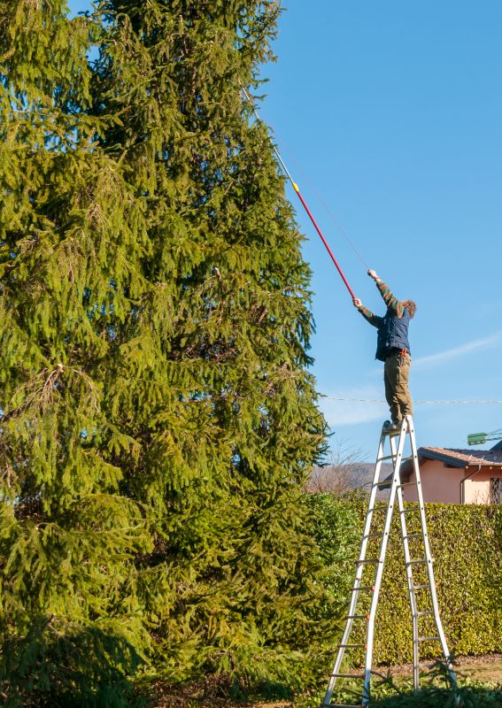 Large Tree Trimming