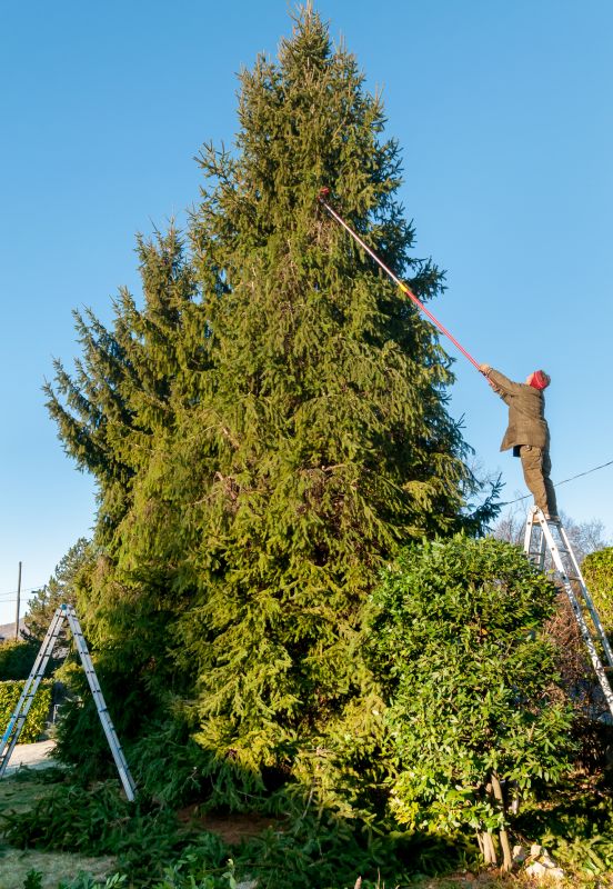 Large Tree Trimming