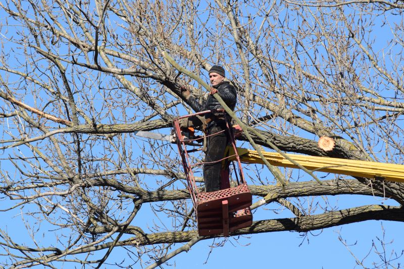 Tree Trimming in Winter