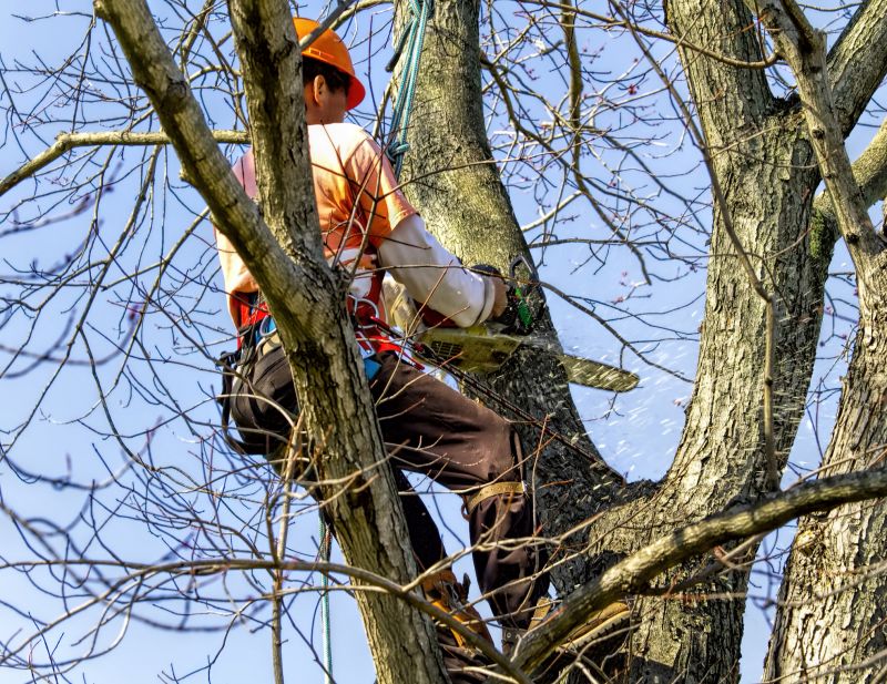Contractor Working on Large Tree