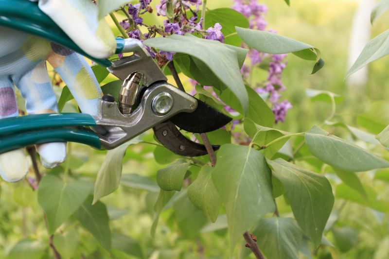 Lilac Trimming Service in Ventura County, CA