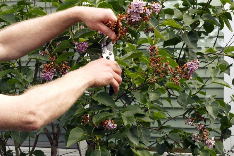 Lilac Trimming Service in Ventura County, CA