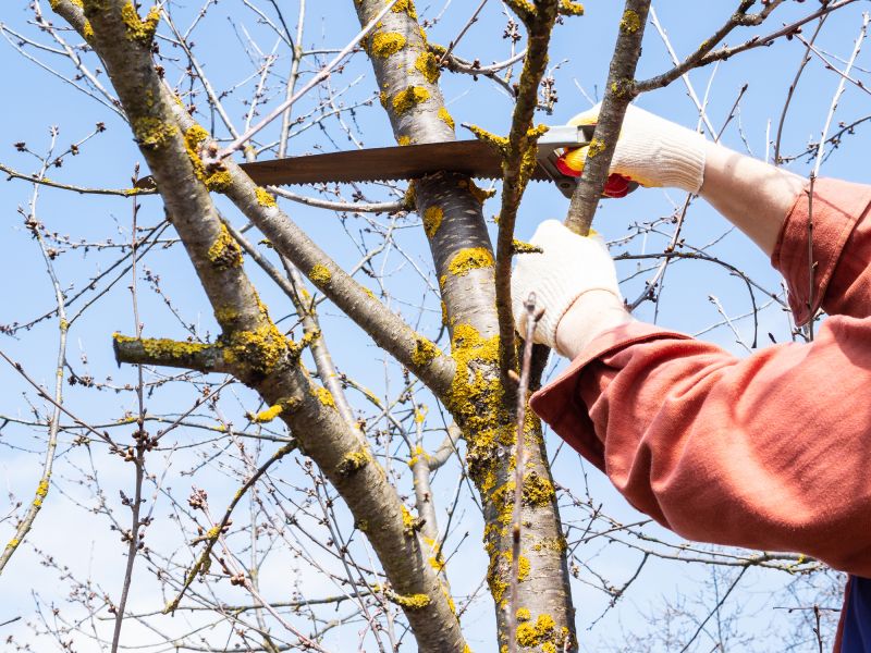 Limb Pruning in Doylestown, PA