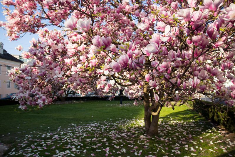 Magnolia Tree Pruning in Pottstown, PA